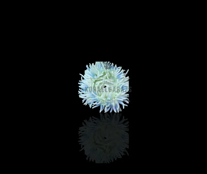 Macrodactyla Doreensis (white)